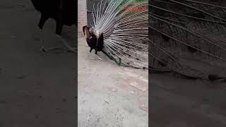 Moor Ki Karasing Kesa Hoti Ha Video