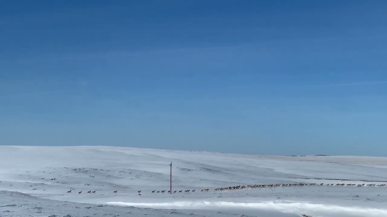 Pronghorns in Winter