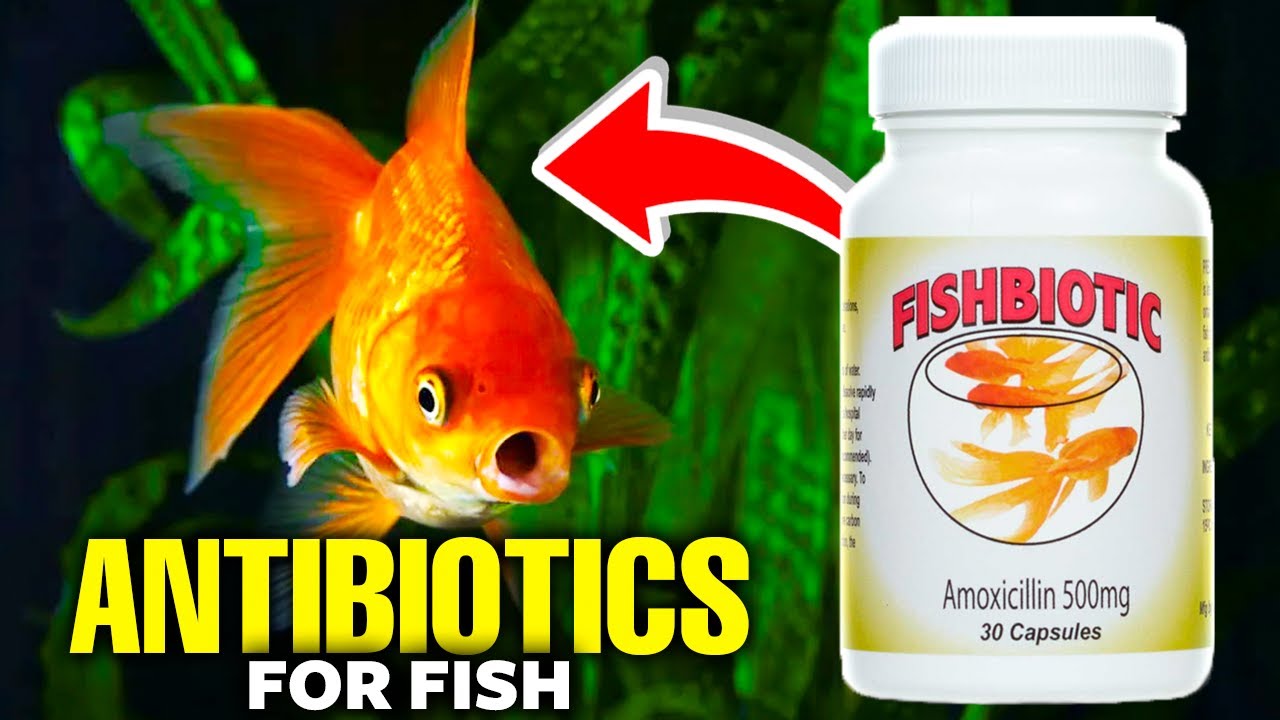 Antibiotics For Fish (What Is Best?) - Aquariumstoredepot