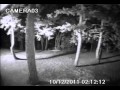 Mountain lion goes up tree to get raccoon.avi