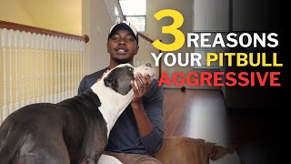3 Reasons Your PitBull Maybe Aggressive
