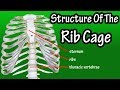 Organs Within Ribcage - Solved Caxis Ø§ÙÙØ±Ù Ú©Û Ø¨Ø¹ÙØ¨ Ø§ÙÙØ±Û Rib Cage Mum And 12 Pair Chegg Com / Organs within ribcage / rib cage anatomy human body organ organise biology human abdomen png pngwing :