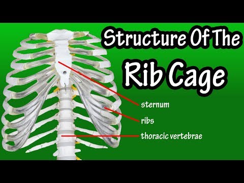 structure-of-the-rib-cage---how-many-ribs-in-human-body---what-is-the-sternum