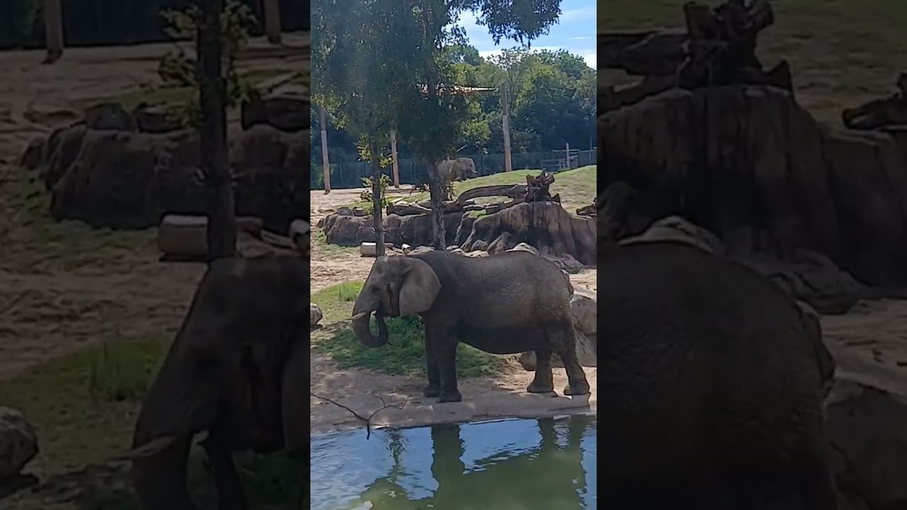 Elephants,  The big animal in Dallas zoo 