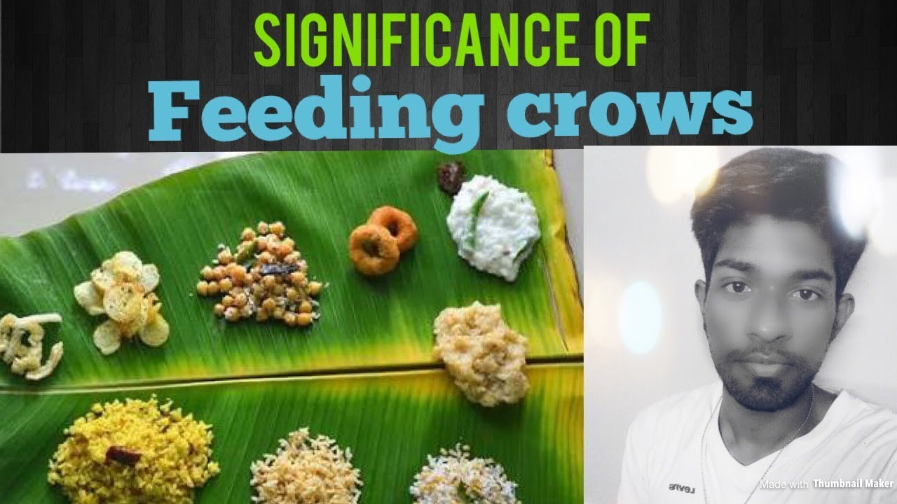 tamil crows