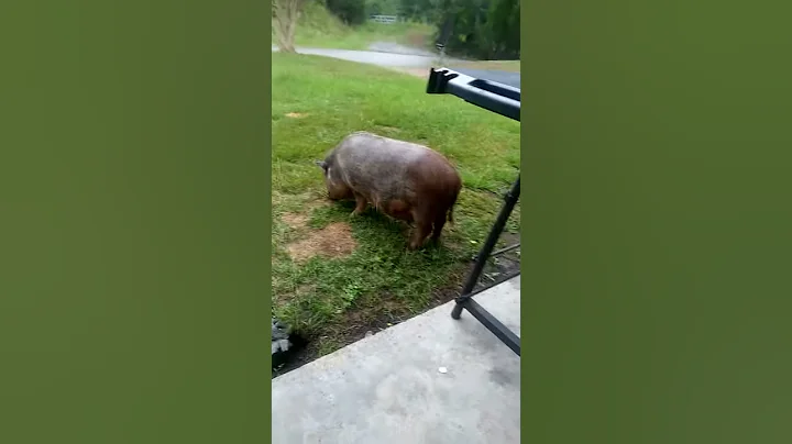 My pigs
