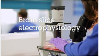 Brain slice electrophysiology video protocol