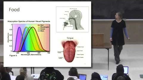 PSY120: Witt - Sensation & Perception 2 (CLIP)