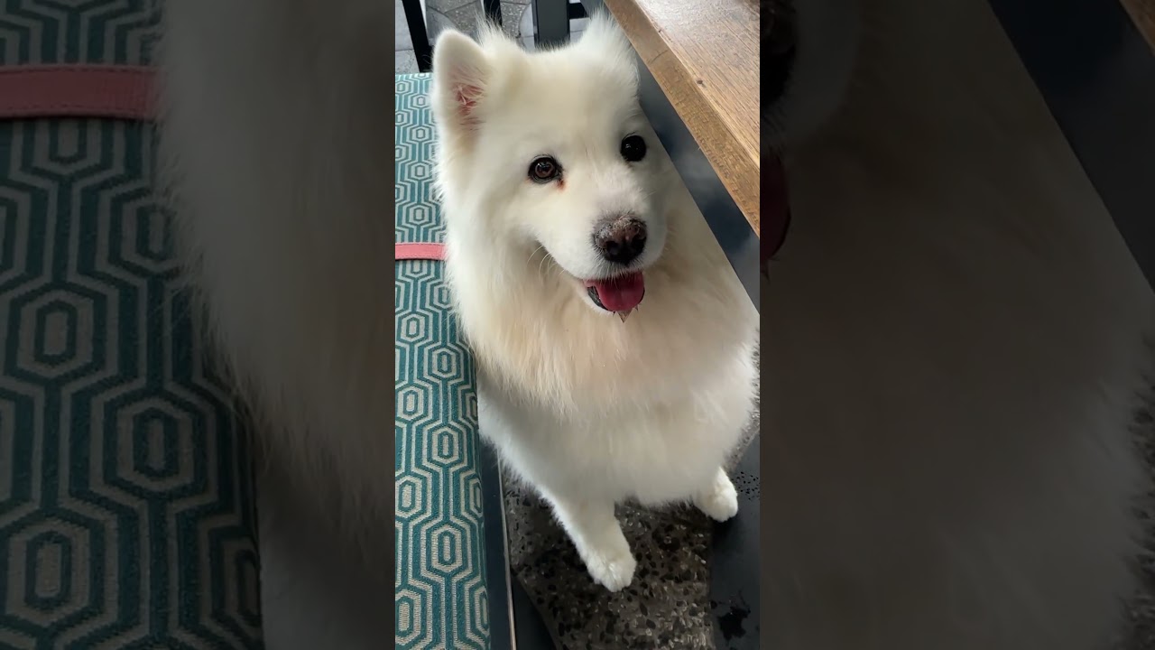 Momo the chill dog life in Australia