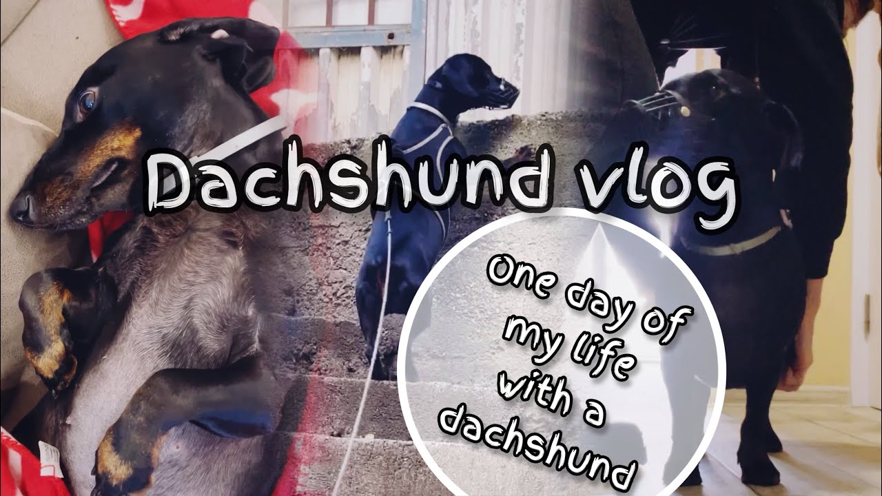 Dachshund vlog: one day of my life with a special dachshund - YouTube