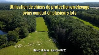 [Episode 8] Utilisation de chiens de protection en élevage ovins conduit en plusieurs lots