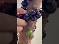 Jabuticaba no quintal do sogro! Rolou até disputa com os passarinhos! #jabuticaba #peruíbe #shorts