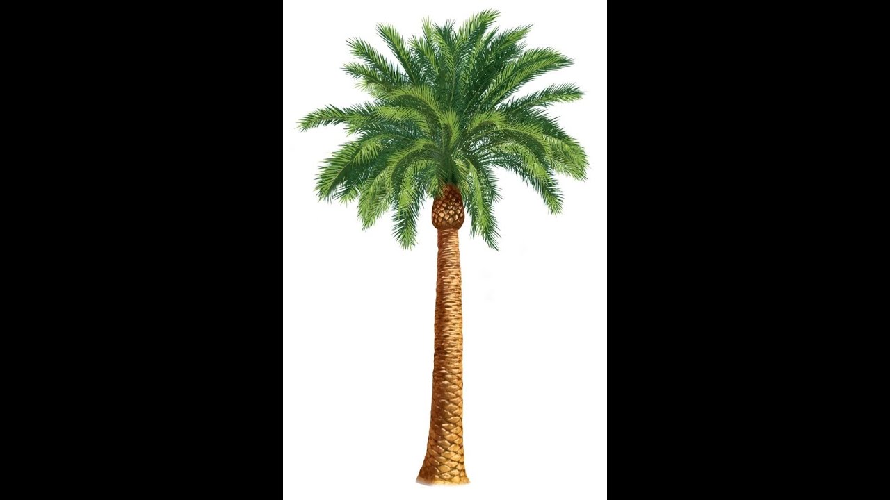 قراءة صف أول أبتدائي// التعبير الكتابي م / النخلة #تعلم_القراءة_والكتابة_معنا_بسهولة