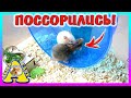 ХОМЯЧАТА ПОССОРИЛИСЬ / КАК НАЗВАТЬ ХОМКИ / ПОЧЕМУ ХОМЯЧКИ ДЕРУТСЯ /  Alisa Easy Pets