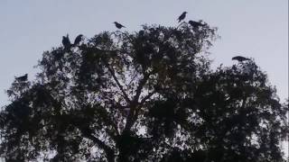 Crows Крик ворон Эти загадочные птицы Голоса птиц Звуки природы Мир вокруг нас