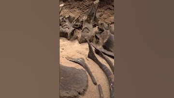 History Of Dinosaurs, AI creation, leave in the comments what should the AI try next #shorts