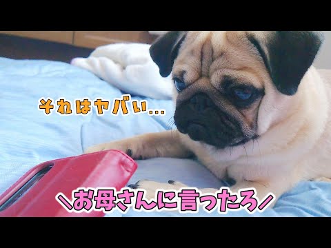 「ダメ」って言っても母のスマホにいたずらするのでチクってやりました|パグのぺろぽん兄弟pug犬|