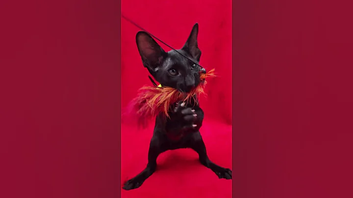 Video 11448311: oriental black kitten, kittens usa