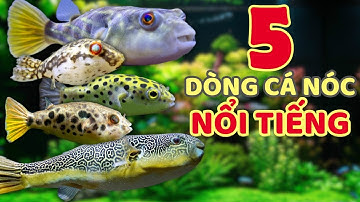 Top 5 dòng cá nóc cảnh nổi tiếng trên thế giới