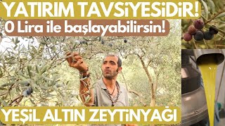 Dikkat! Yatırım Tavsiyesidir :) Zeytin Toplama, Zeytinyağı Sıktırma! Tüm Aşamaları ve Detayları by Tolga Yalçın 47,646 views 5 months ago 13 minutes, 38 seconds