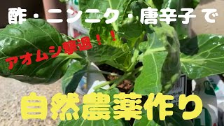 【袋栽培第２弾】アオムシ撃退！！とっても簡単！！！酢・ニンニク・唐辛子で自然農薬作り！