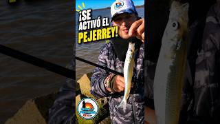Esto es lo que pasa en la PESCA DEL PEJERREY #fishing #shorts
