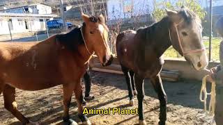 New Video the life horses 2024