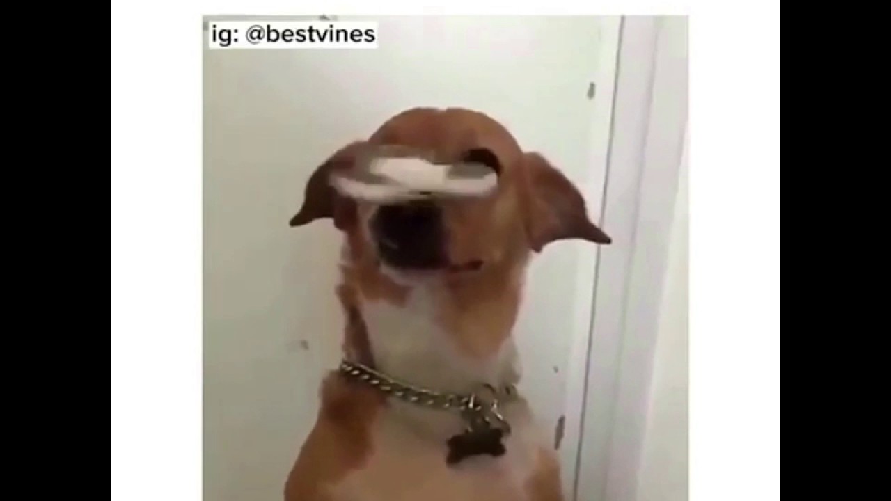 TOP 10 VINES ON YOUTUBE!! FIDGET SPINNER FAILS!!