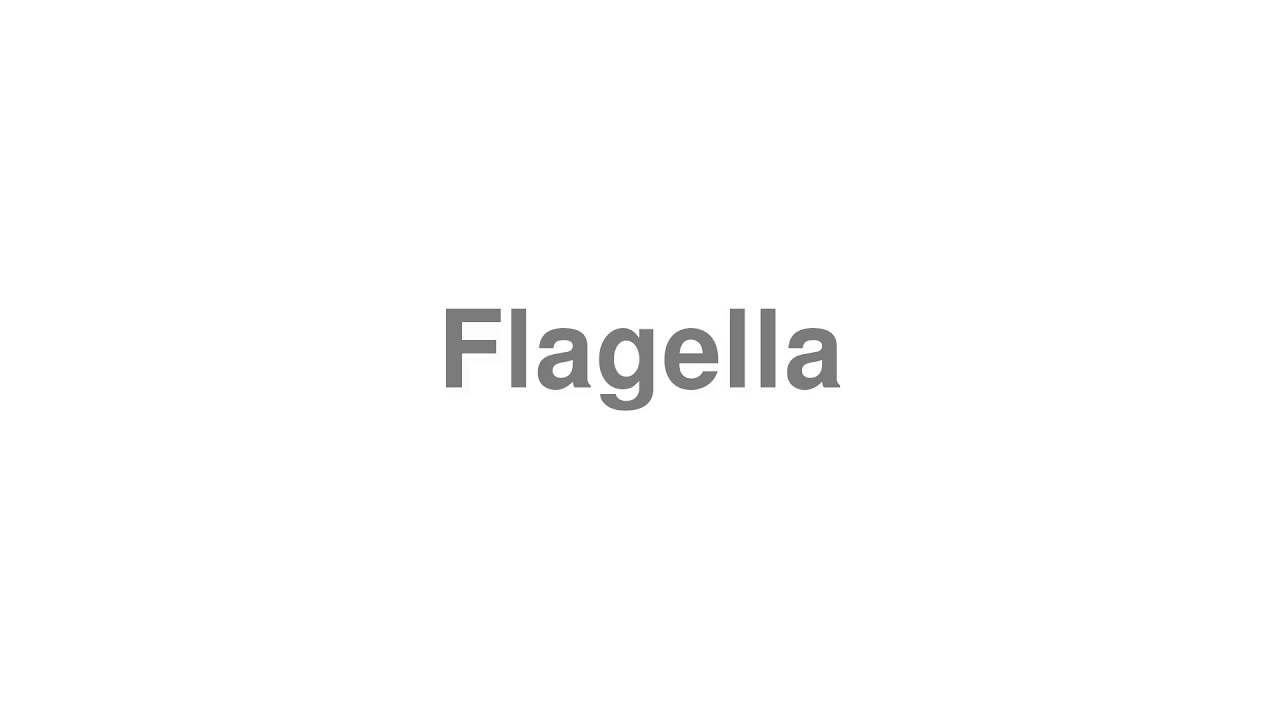 How To Pronounce Flagella YouTube how-to-pronounce-flagella-youtube