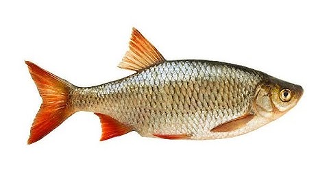 Top 10 Mistakes To Avoid In Fish Farming | Smart Agri Hub