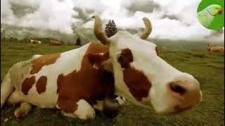 COW VIDEOS 🐄 COWS GRAZING IN A FIELD 🐄 COWS MOOING