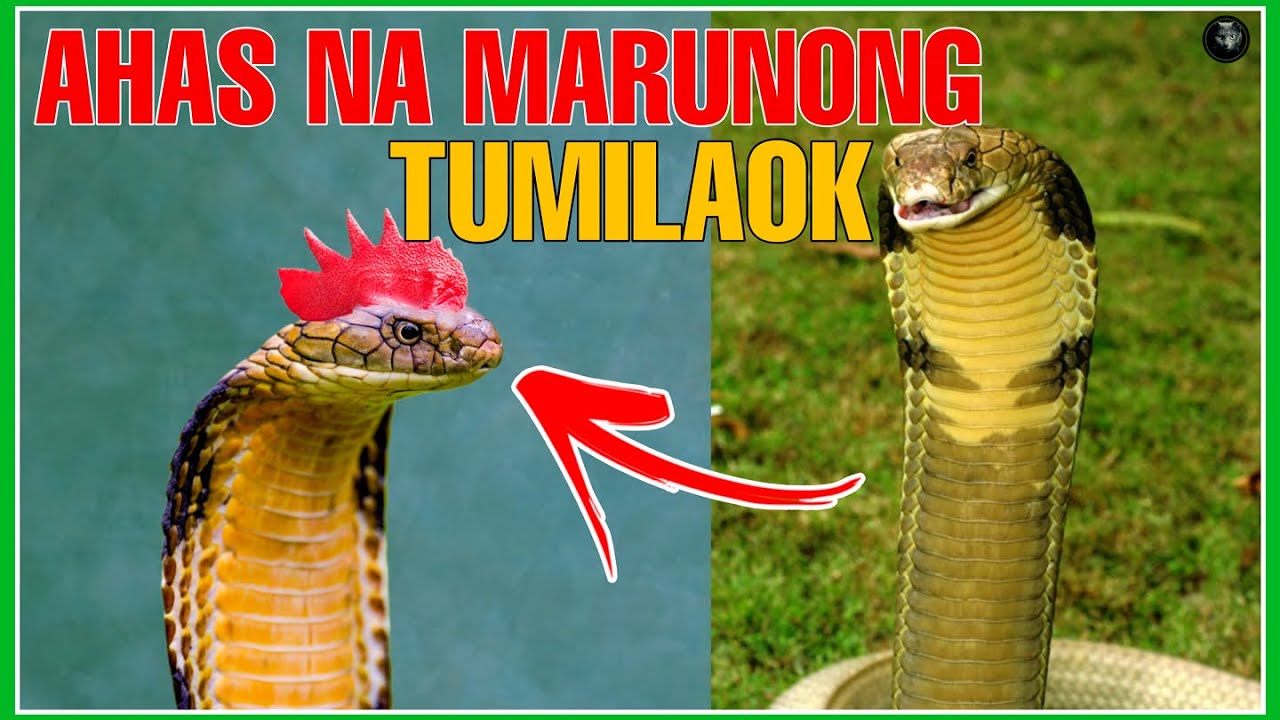 Ahas Na Tumitilaok Ang Mga Kakaibang Ahas Sa Buong Mundo Bhes Tv