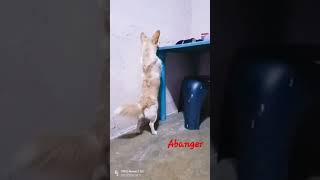 scary dog   #abangers #dog