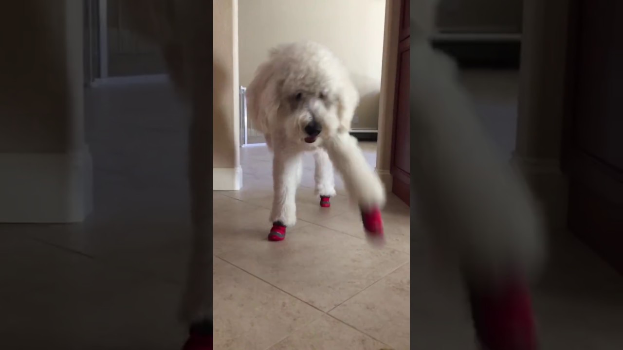 Goldendoodle gets new shoes! YouTube