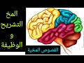 The Brain Anatomy And Function Meninges And Cerebral Lobes 