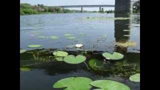 Лилии На Воде...
