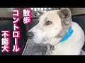 鹿捕獲の罠に掛かって対人恐怖になった野犬