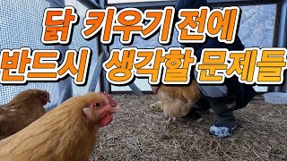 닭 키우기 전에 반드시 고민해야할 5가지!! #반려닭 #반려동물 #농장생활
