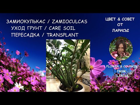 Vidéo: Zamioculcas - Soins, Transplantation Et Reproduction