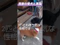 我が家の黒猫ロック4#共に生きていこう#もう老犬の愛犬、人間に換算して72歳です