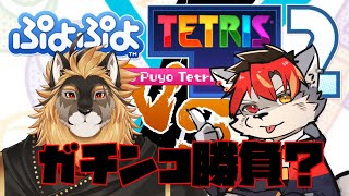 【ぷよテト２】ガチンコバトル？？とーまさんと楽しくゲーム！【ケモノVtuber】