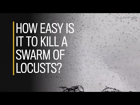 Video: Hoe kom je van een sprinkhanenplaag af?