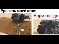 Лютые приколы Самый ленивый голубь