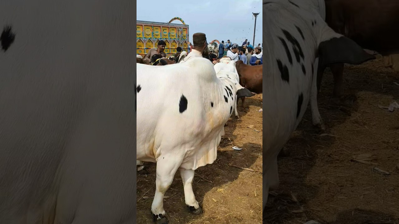 Khoobsurat Cows Ka Jalwa! Mandi Full Vibes 🔥