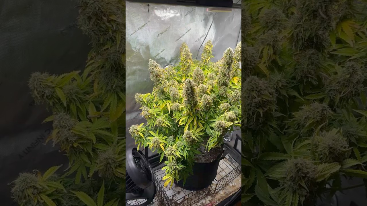 Fat bastard auto flower a few days before harvest 👨🏼‍🌾 