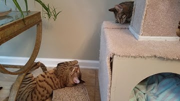 Catnip and scratch posts