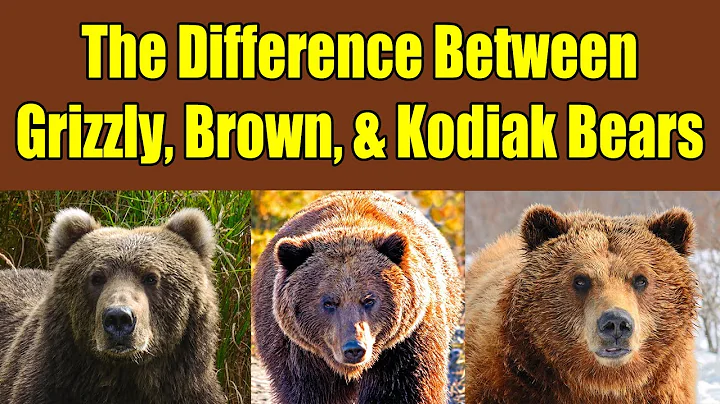 Difference Between Grizzly Bears, Brown Bears, and Kodiak Bears - Alaska Bears