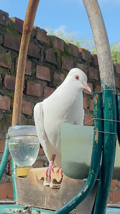 Suara Merdu Puter Putih Albino Memikat Betina #burungputer