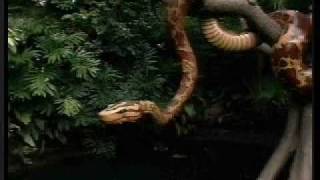 Magic Kingdom Jungle Cruise