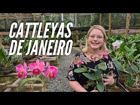 3 CATTLEYAS Adultas